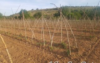 Caballar y los judiones de la Granja