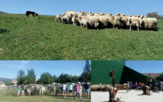 XIII Fiesta del Esquileo. Riaza.