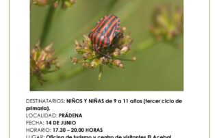 Actividades para niños