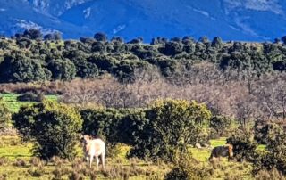 Camino de Santiago en Segovia