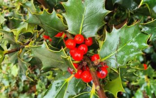 Rutas Guiadas al Acebal de Prádena