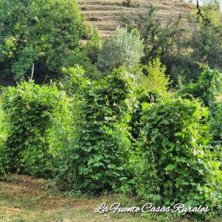 Visita a las parcelas de cultivo del Judión de la Granja