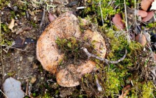 Otoño Micológico en Segovia.