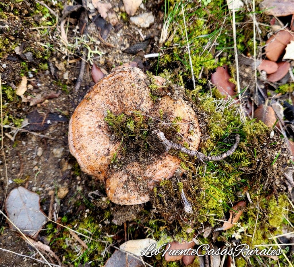 Otoño Micológico en Segovia.