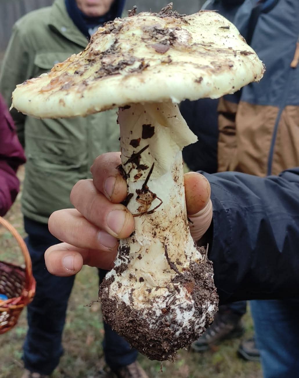 Actividad micológica en Prádena