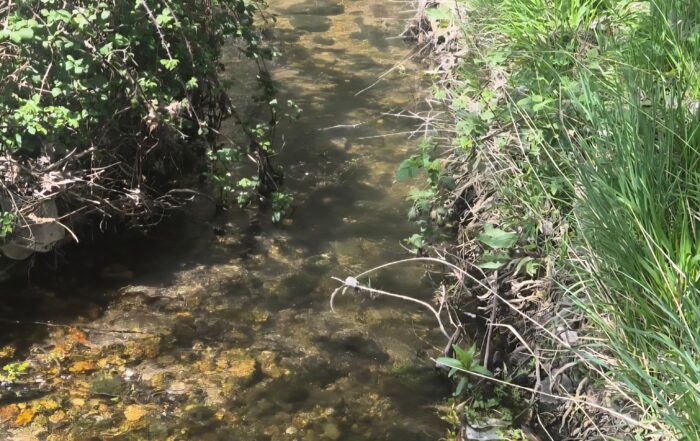 Camino de San Frutos. Caballar