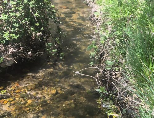 – Camino de San Frutos. Caballar.