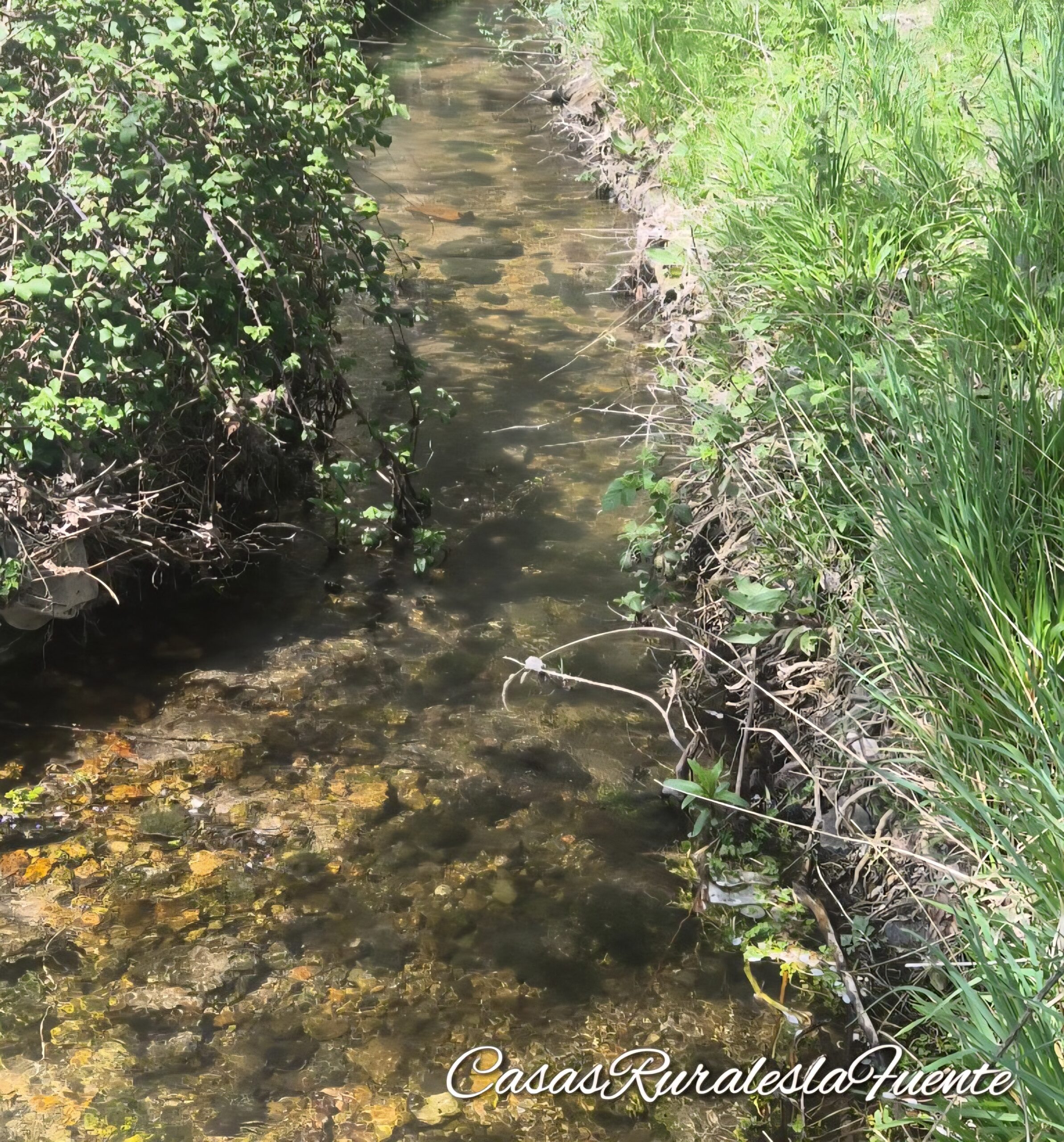Camino de San Frutos. Caballar